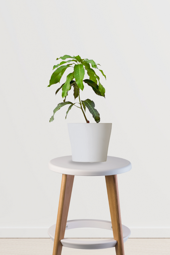 Avocado tree sapling - grafted variety
