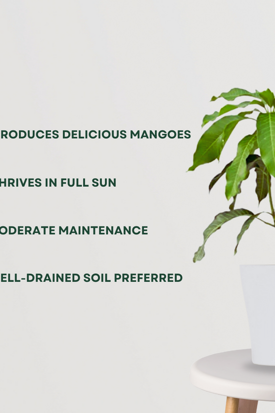 Avocado tree sapling - grafted variety
