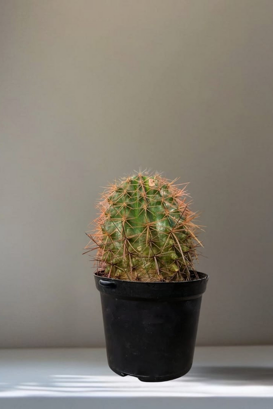 A single ball cactus with sharp brownish-orange spines in a black pot