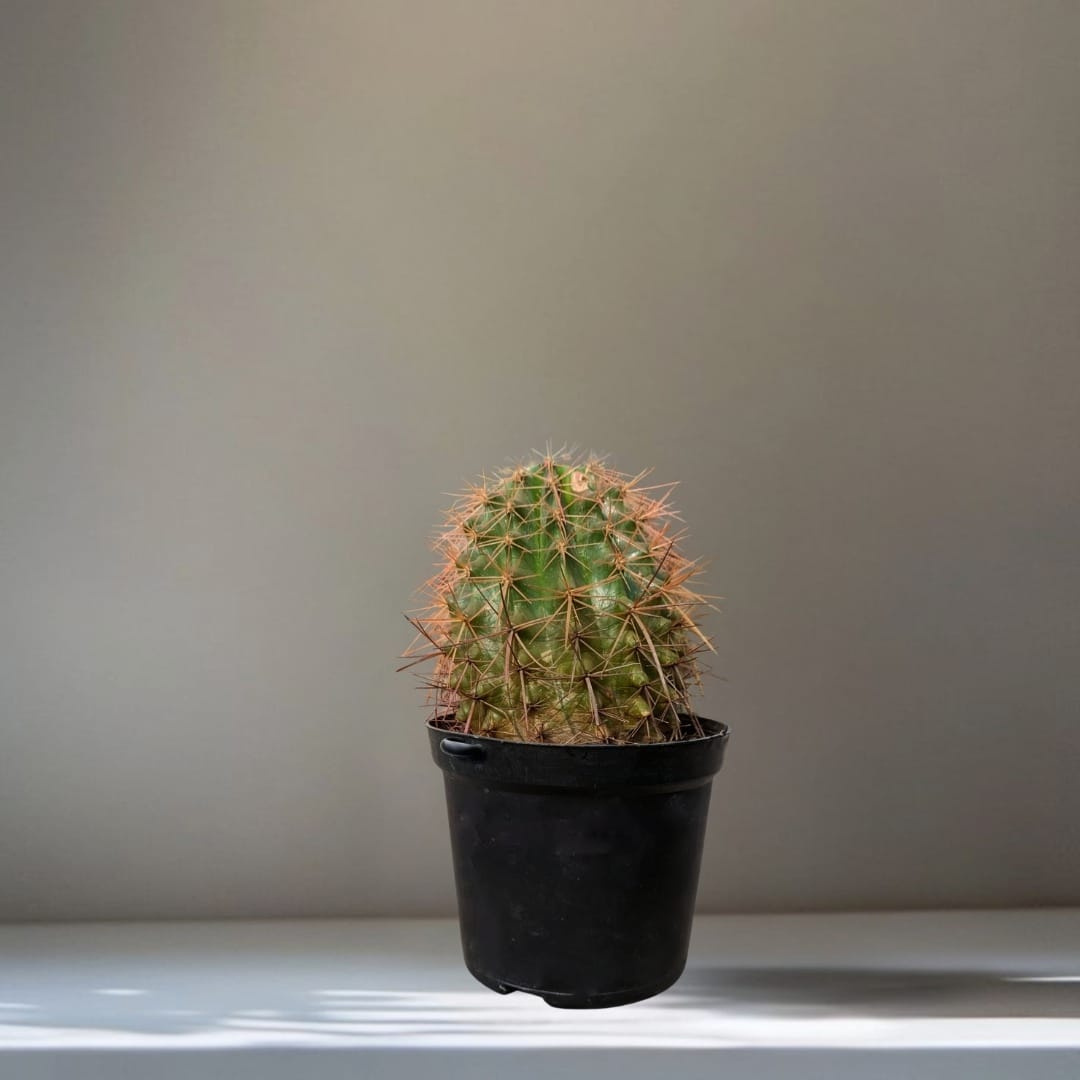 A single ball cactus with sharp brownish-orange spines in a black pot
