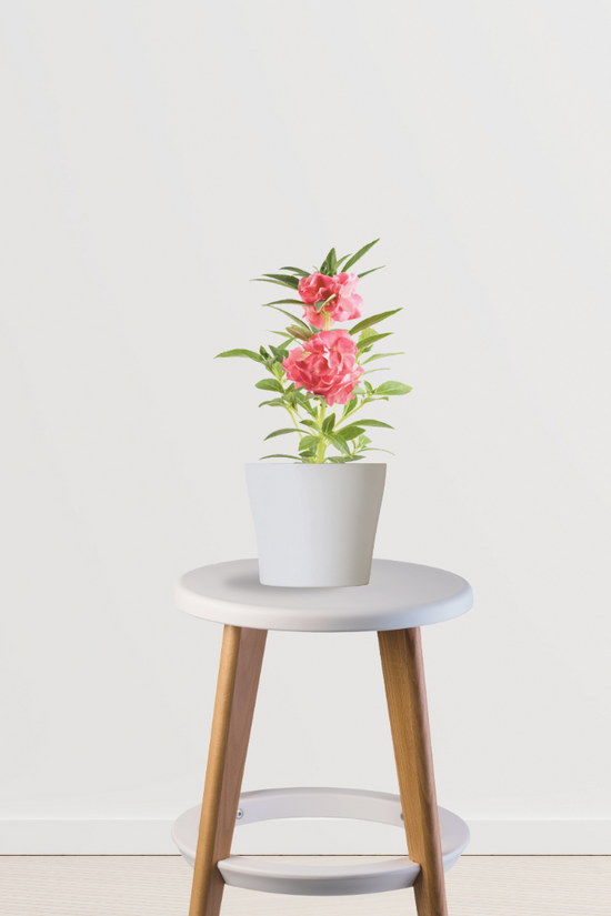 Balsam flowering plant for garden
