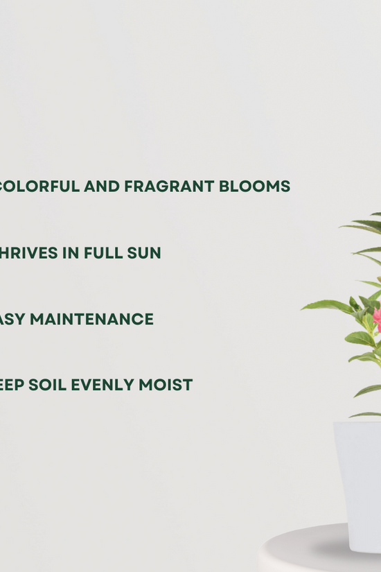 Balsam flowering plant for garden
