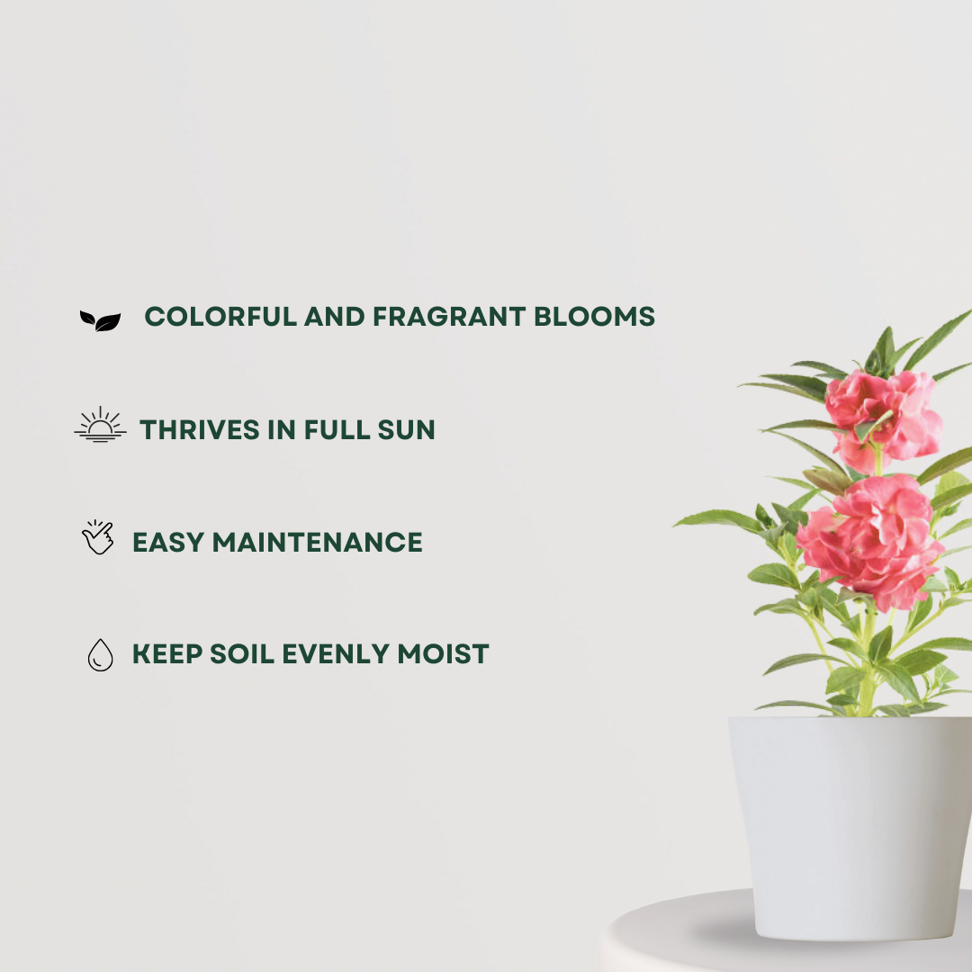 Balsam flowering plant for garden
