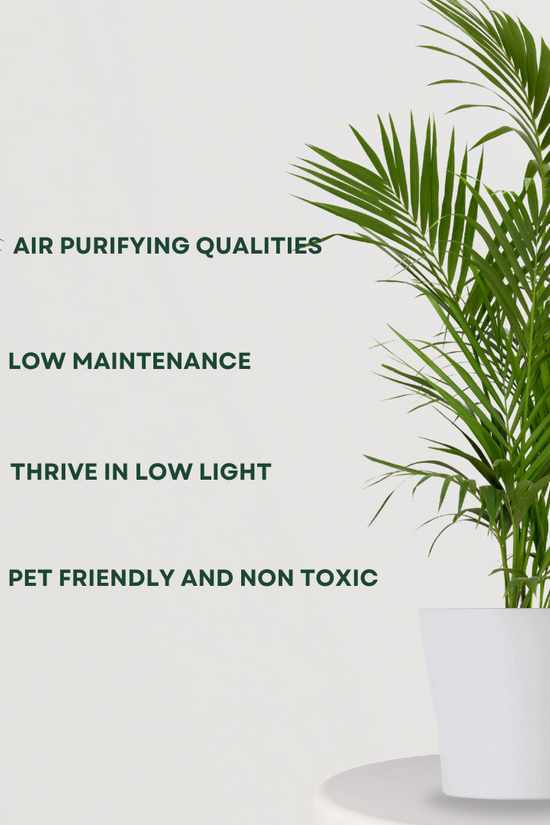 Bamboo palm houseplant
