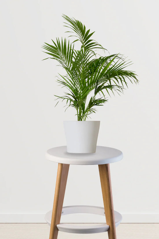 Happy Tails Pack (Bamboo Palm, Spider Plant, Fittonia)