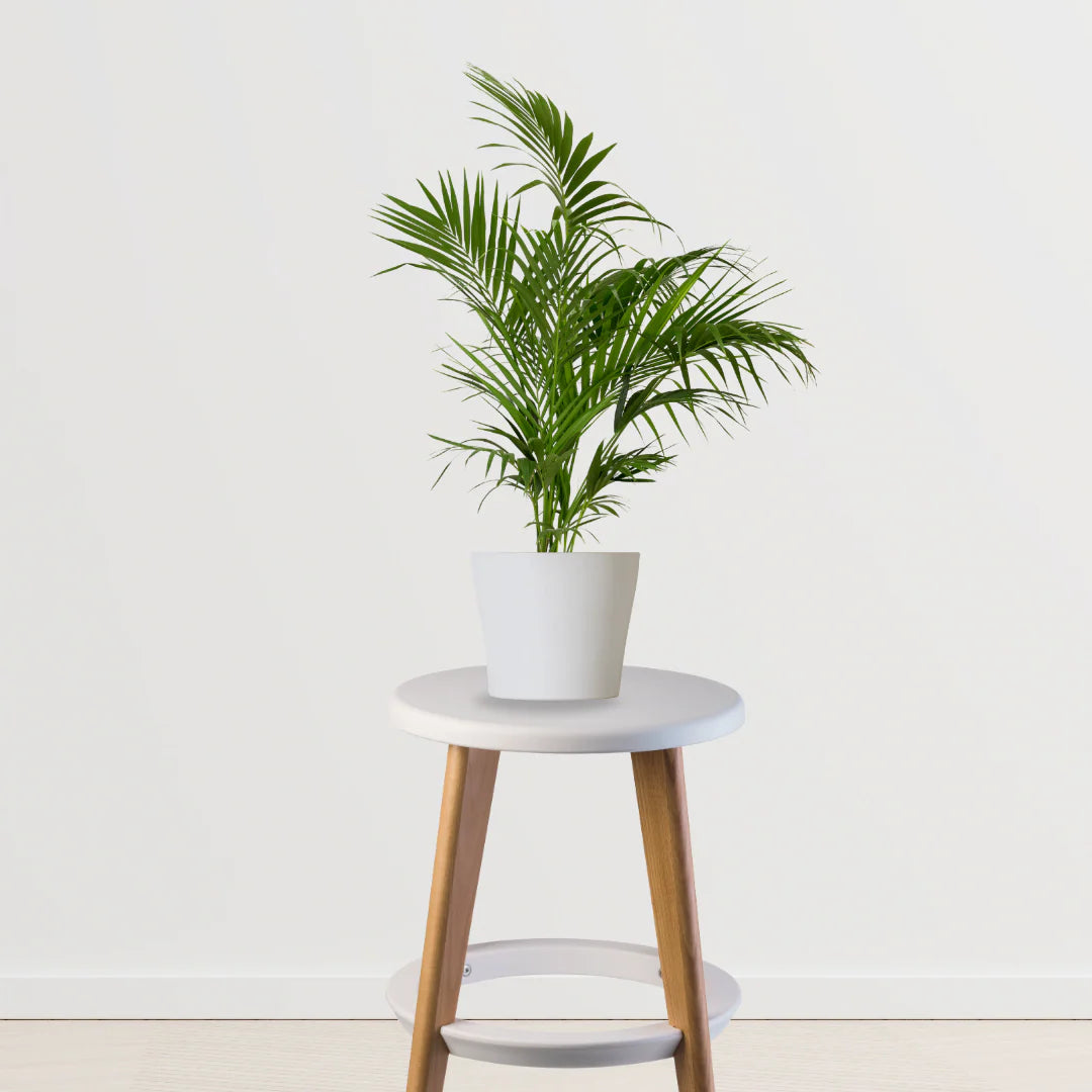 palm plant vastu Vastu Vibes Trio (Bamboo Palm, Rubber Plant, Money Plant) – Gardengram