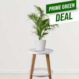 Potted plant on a small round table with 'Prime Green Deal' text overlay.