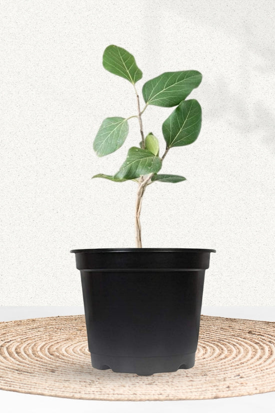 Banyan tree plant for temple garden