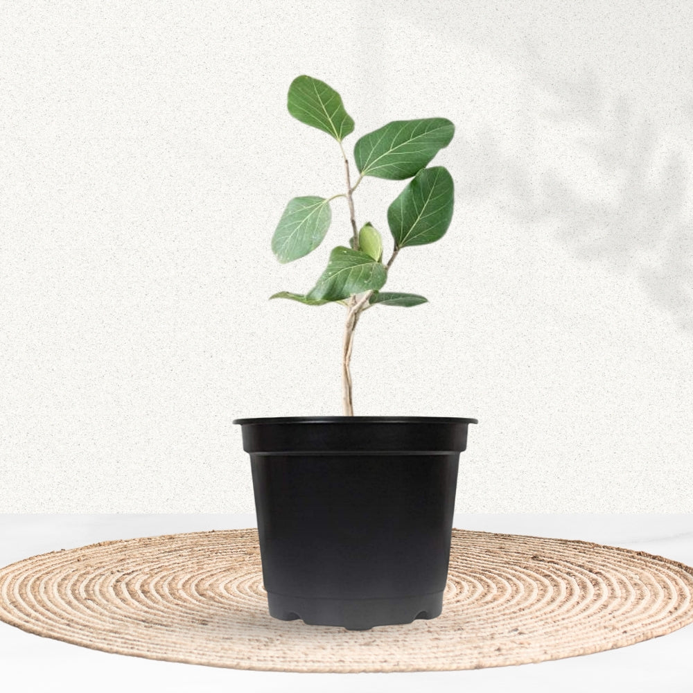 Banyan tree plant for temple garden