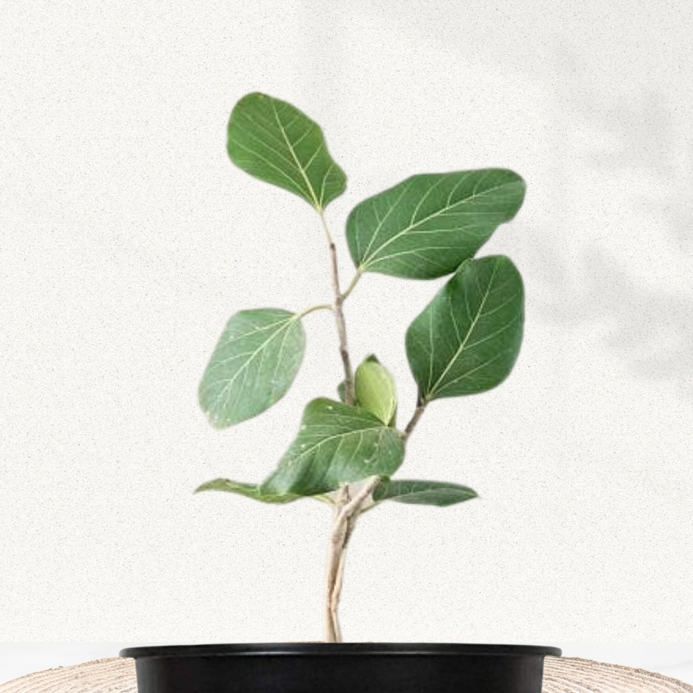 Banyan tree plant for temple garden