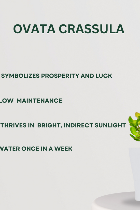 Anti-pollution plant combo pack