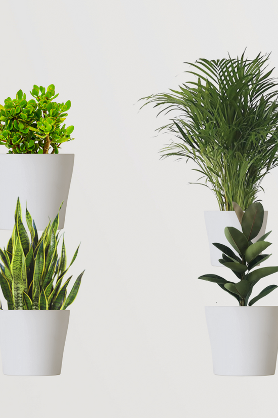 Anti-pollution plant combo pack