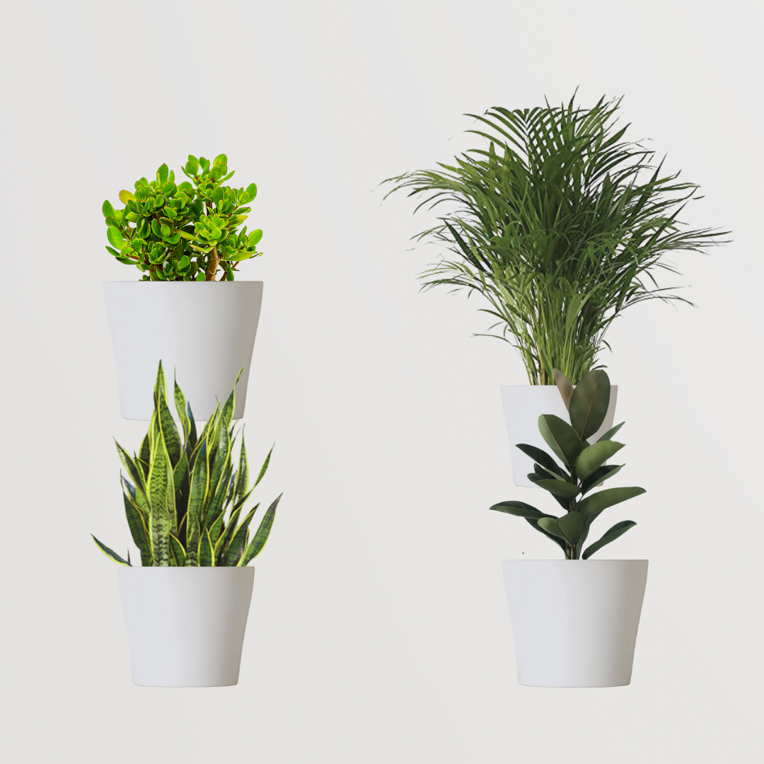 Anti-pollution plant combo pack