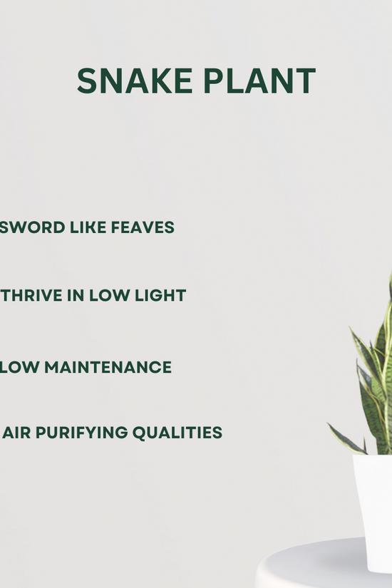 Anti-pollution plant combo pack
