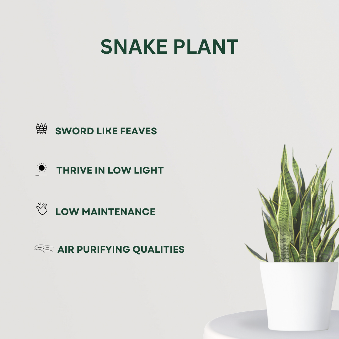 Anti-pollution plant combo pack
