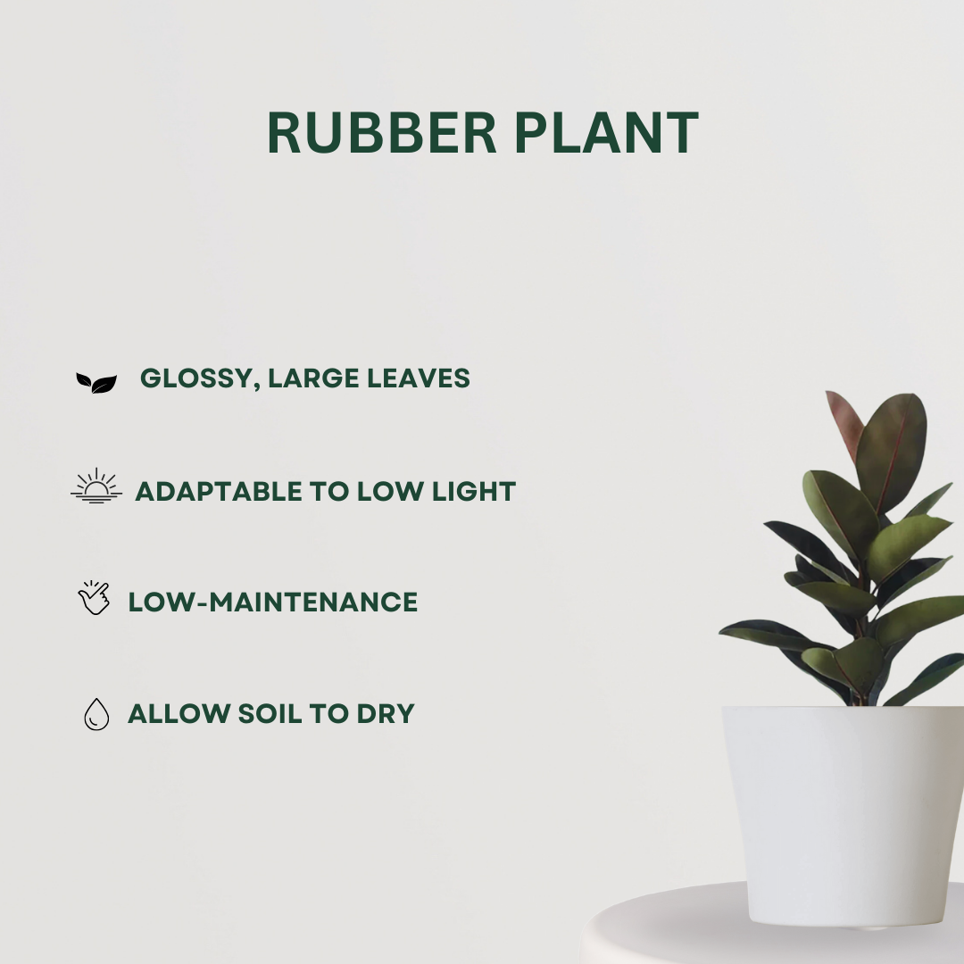 Anti-pollution plant combo pack