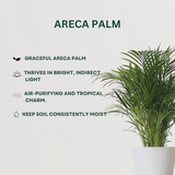 Beat the Air Pollution Combo Areca Palm  - Gardengram 