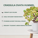 Bedroom Plant Combo Crassula Ovata Hummel - Gardengram 