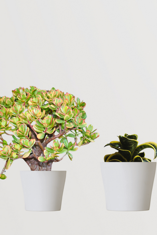 Bedroom-friendly plants Ovata Crassula and Golden Snake Hahni