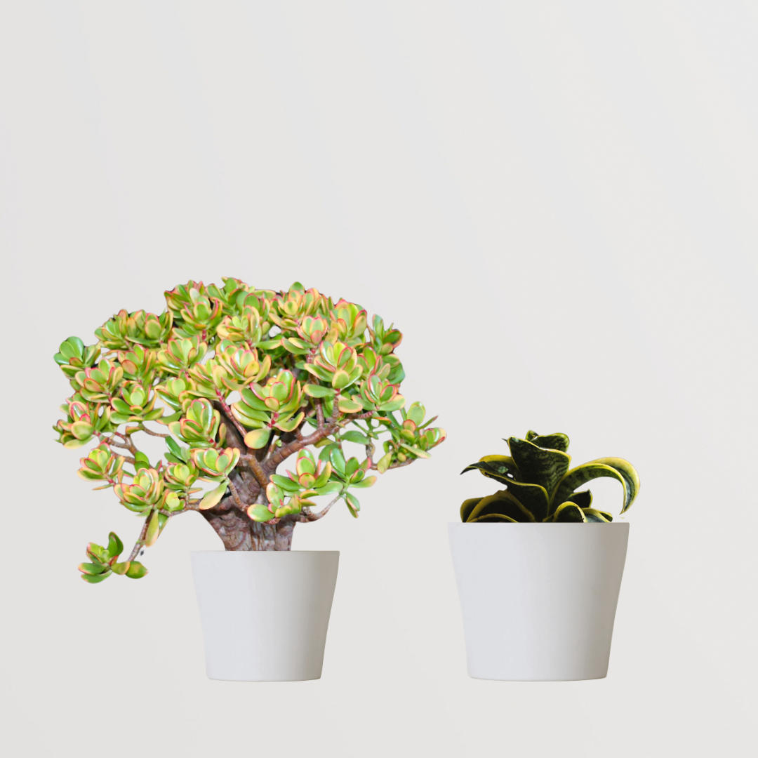 Bedroom-friendly plants Ovata Crassula and Golden Snake Hahni