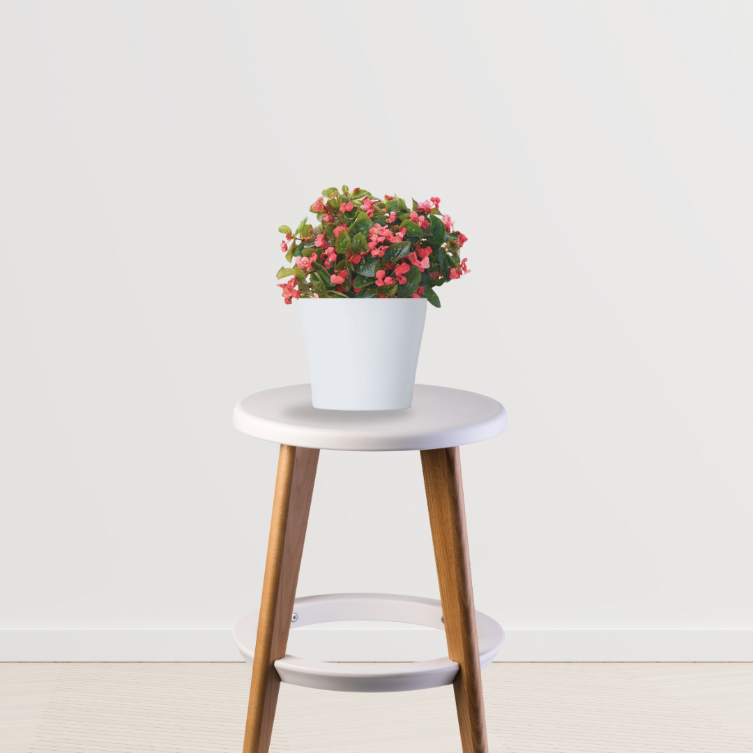 Begonia flowering indoor plant
