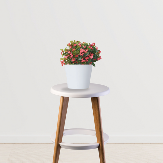 Begonia flowering indoor plant
