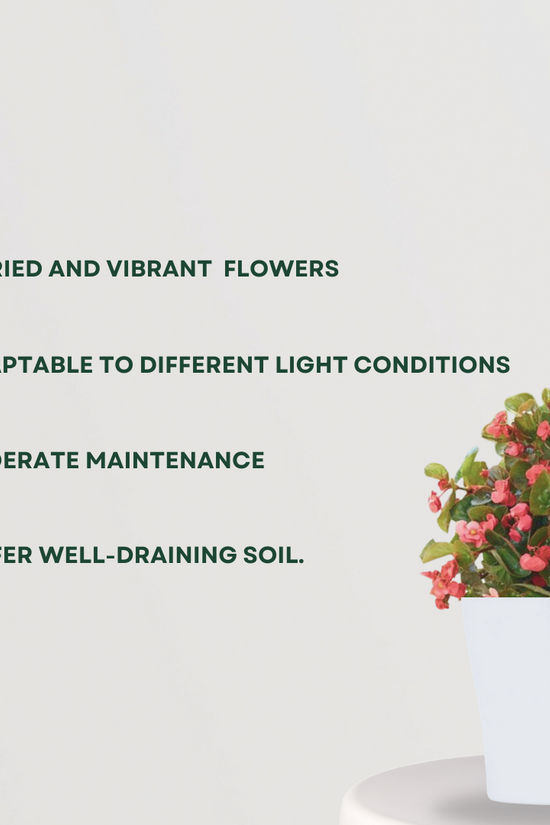 Begonia flowering indoor plant
