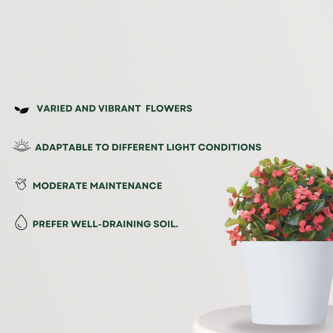 Begonia flowering indoor plant
