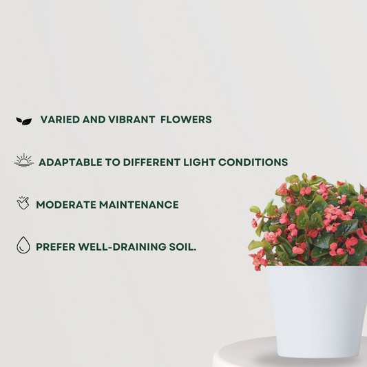 Begonia flowering indoor plant
