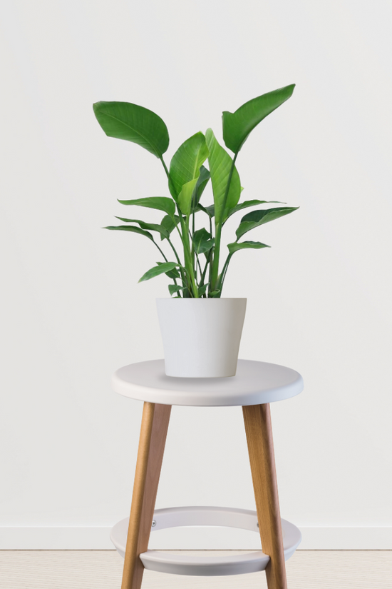 Strelitzia – Bird of Paradise plant
