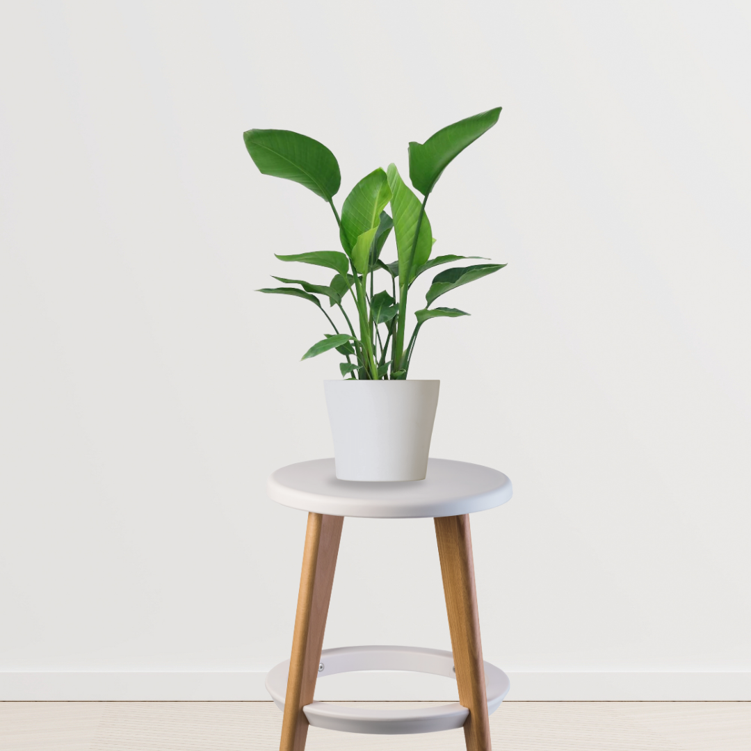 Strelitzia – Bird of Paradise plant
