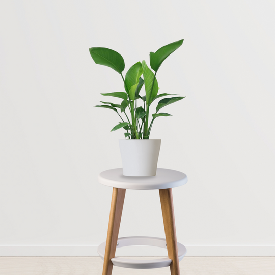 Bird Of Paradise Plant ( Strelitzia Reginae )