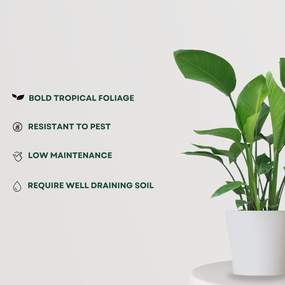 Strelitzia – Bird of Paradise plant
