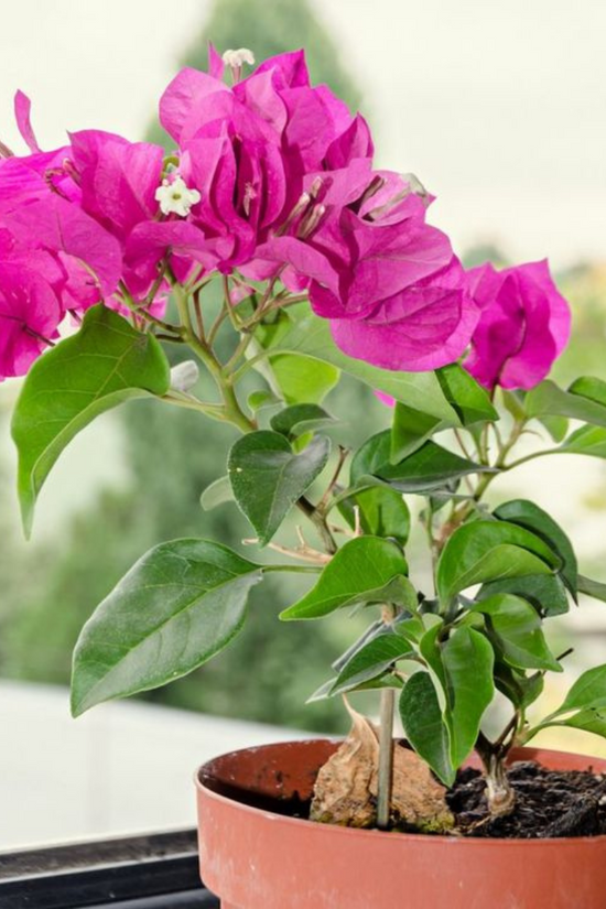 A potted Bougainvillea plant