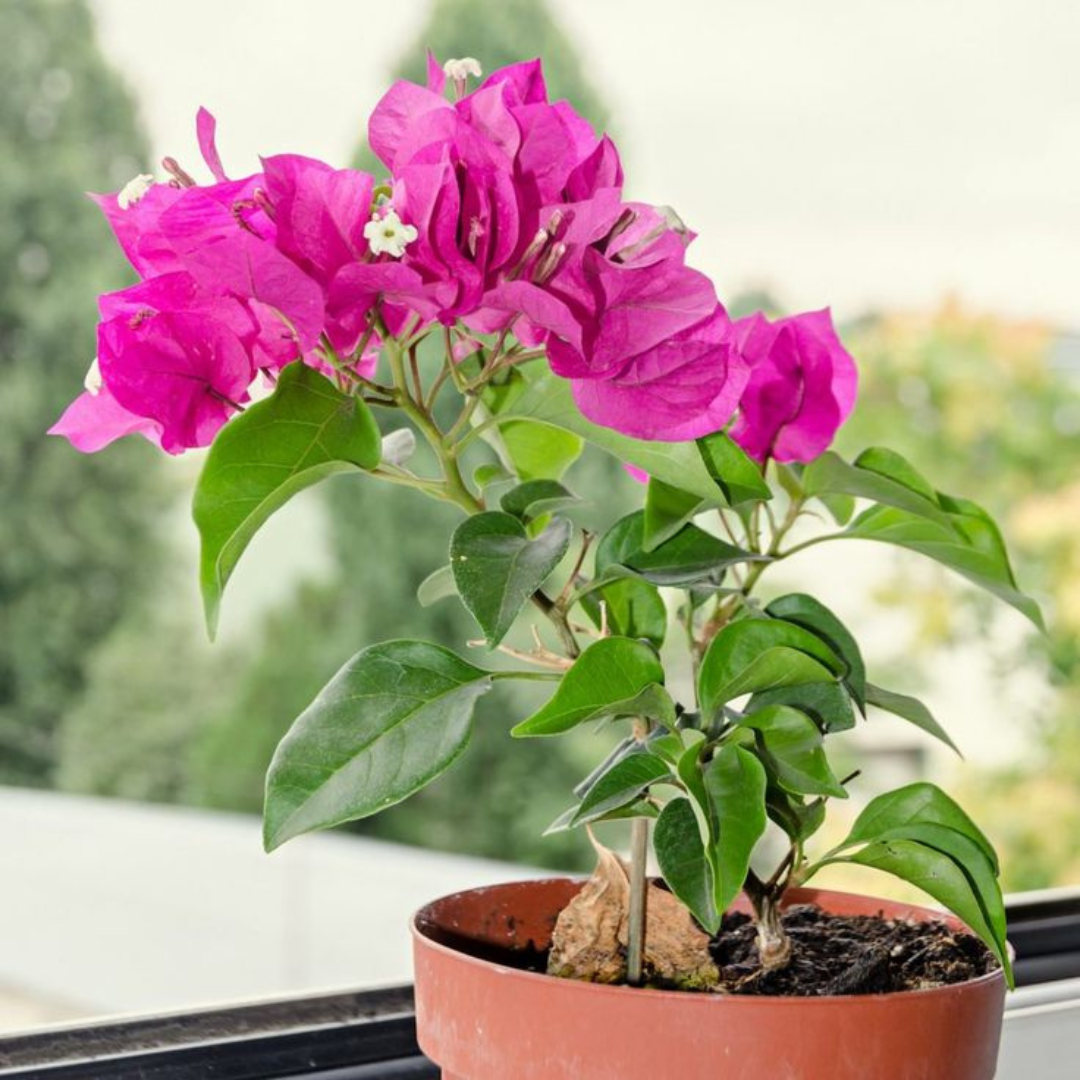 A potted Bougainvillea plant