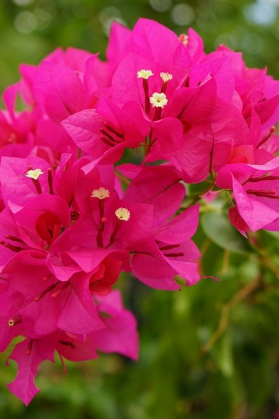 A close-up shot of bright pink Bougainvillea flowers