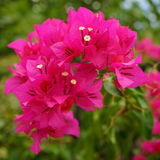 A close-up shot of bright pink Bougainvillea flowers