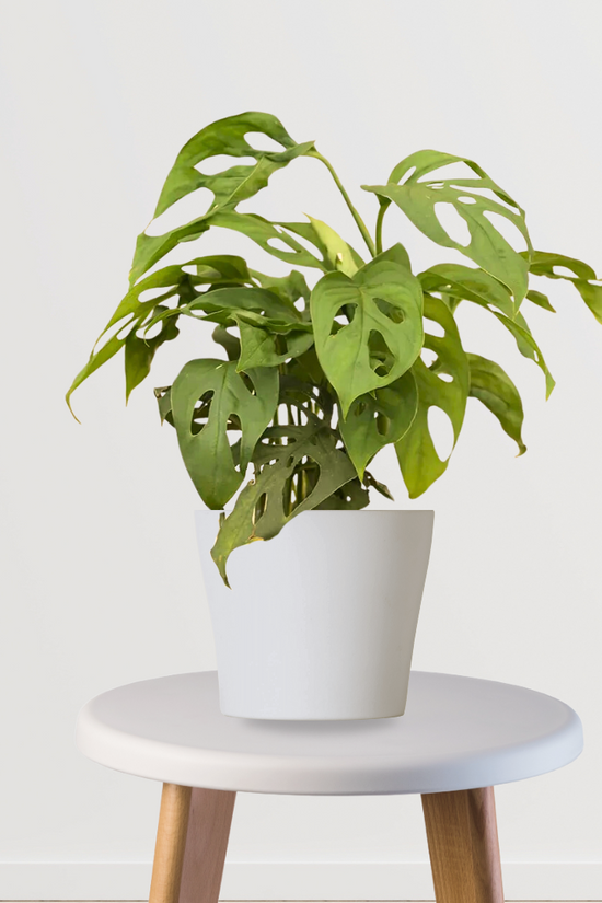Small Monstera Broken Heart indoor plant