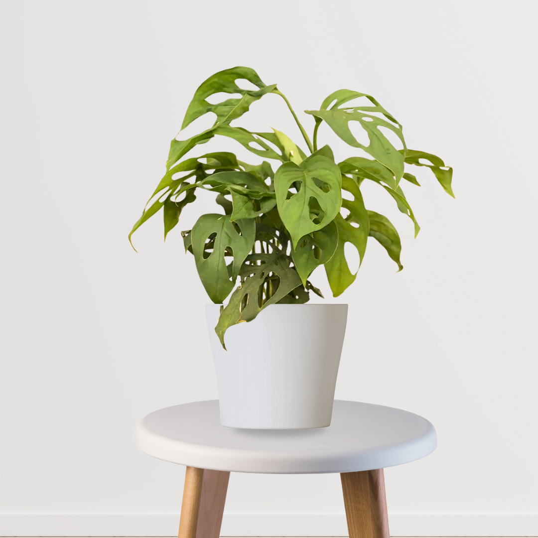 broken monstera deliciosa Broken Heart Monstera