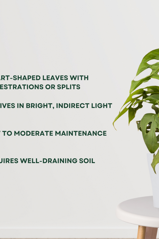 Small Monstera Broken Heart indoor plant