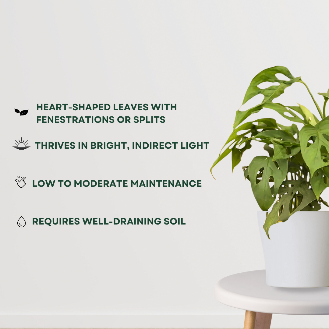 Small Monstera Broken Heart indoor plant