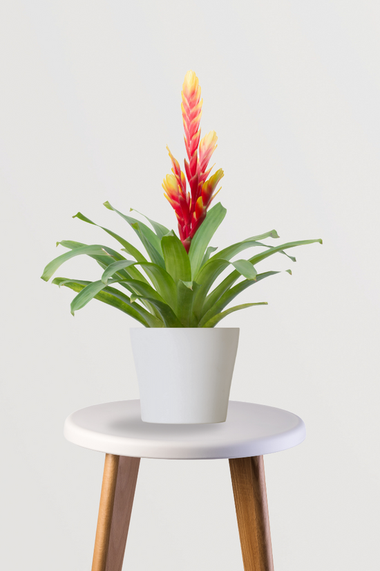 Decorative bromeliad plant for home