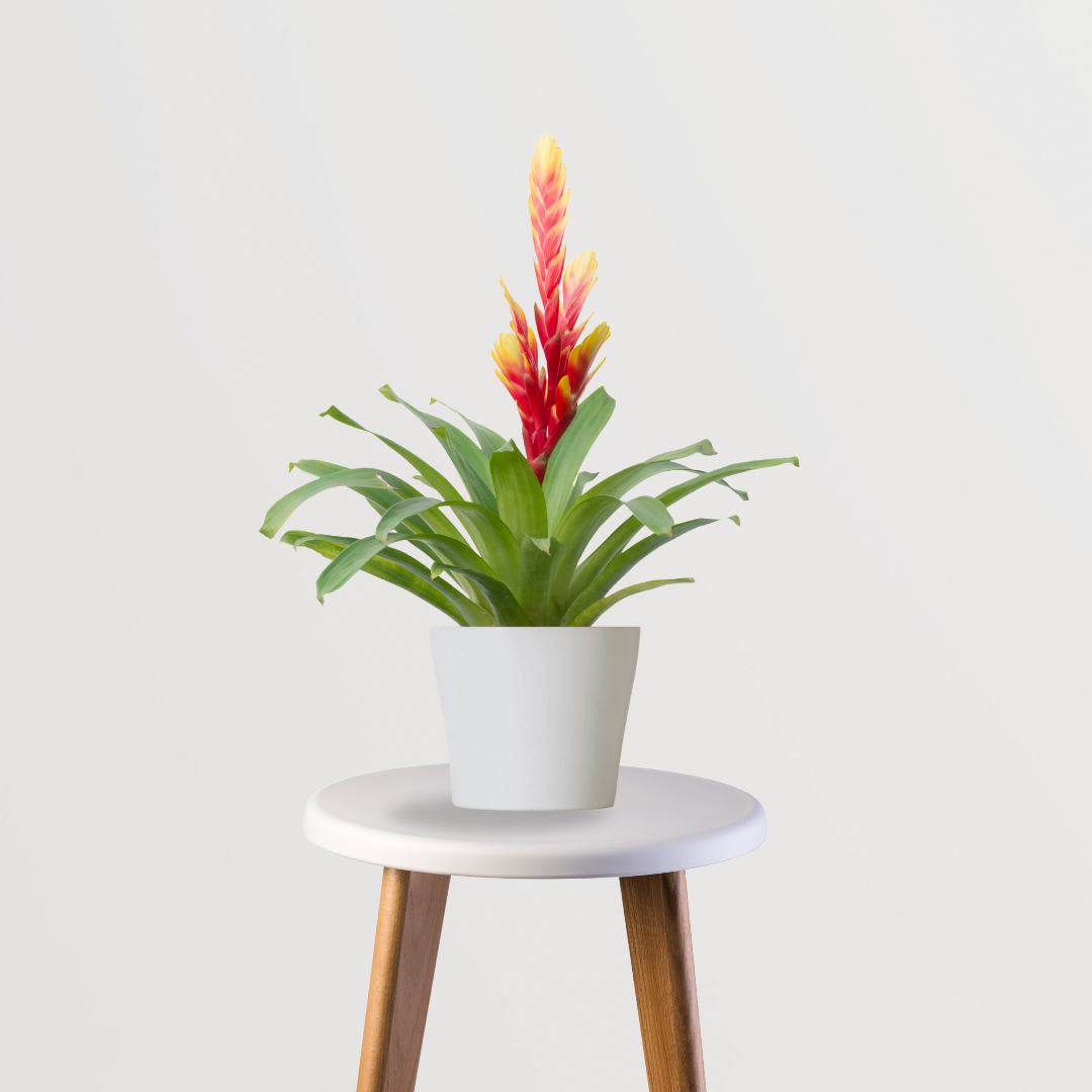 Decorative bromeliad plant for home
