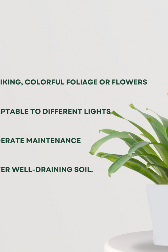 Decorative bromeliad plant for home