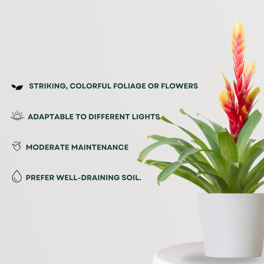 Decorative bromeliad plant for home