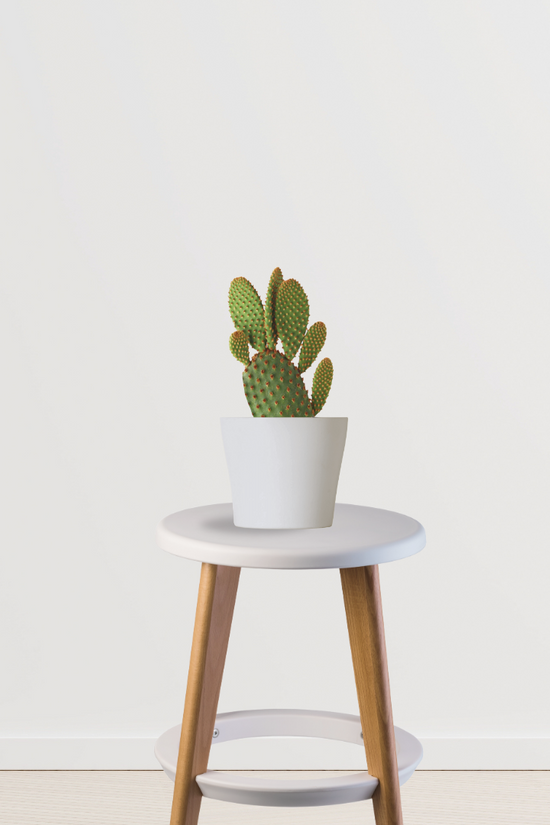 Bunny ears cactus – indoor succulent
