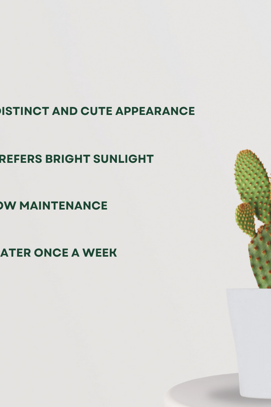 Bunny ears cactus – indoor succulent
