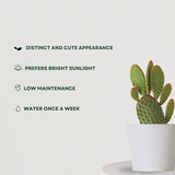 Bunny Ears Cactus : Low Maintenance and Pet Friendly Succulent - Gardengram