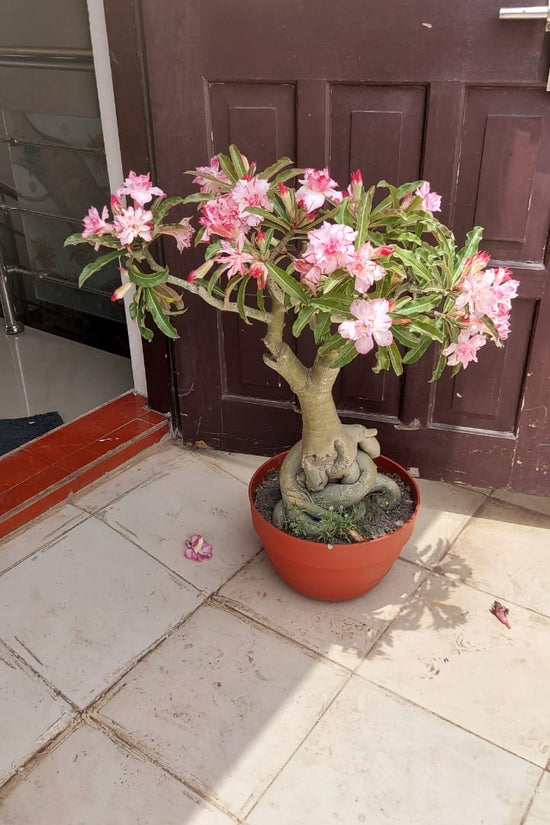 Decorative plastic bowl pot
