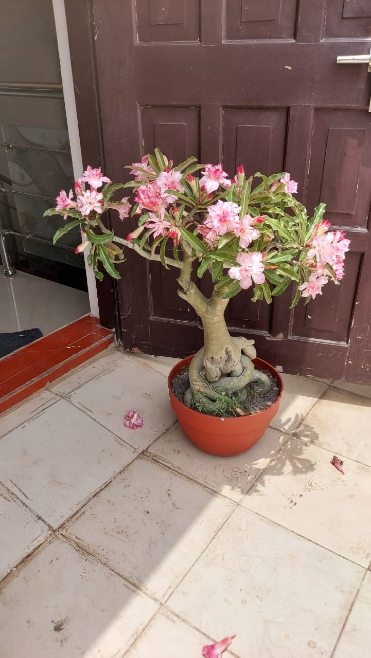 Decorative plastic bowl pot
